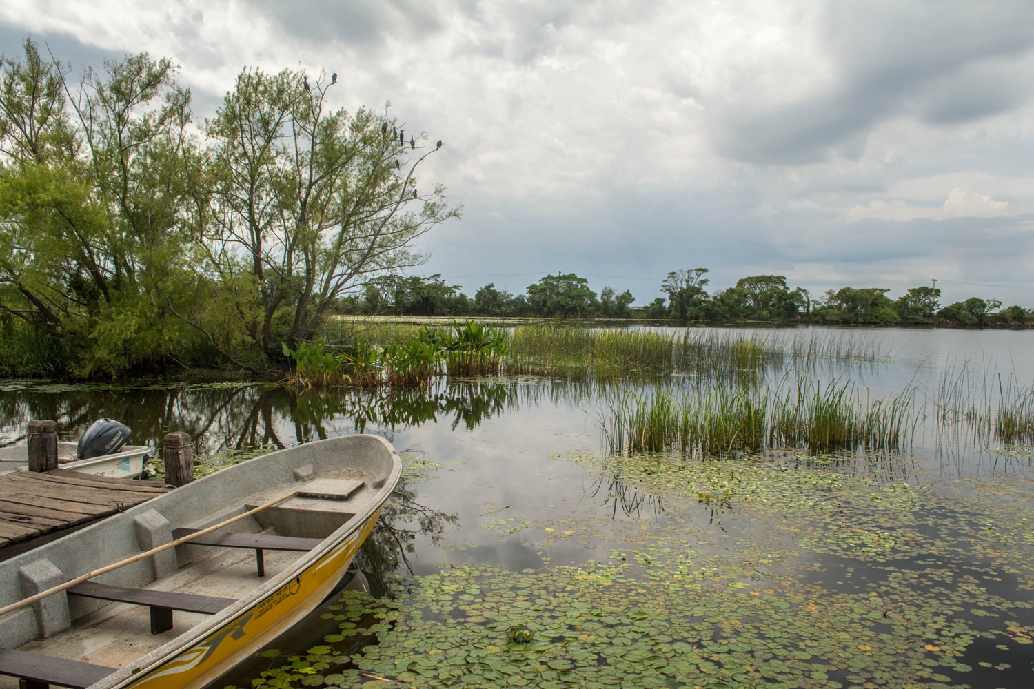 Bote de madera junto al embarcadero con biguás en los árboles, Laguna Iberá