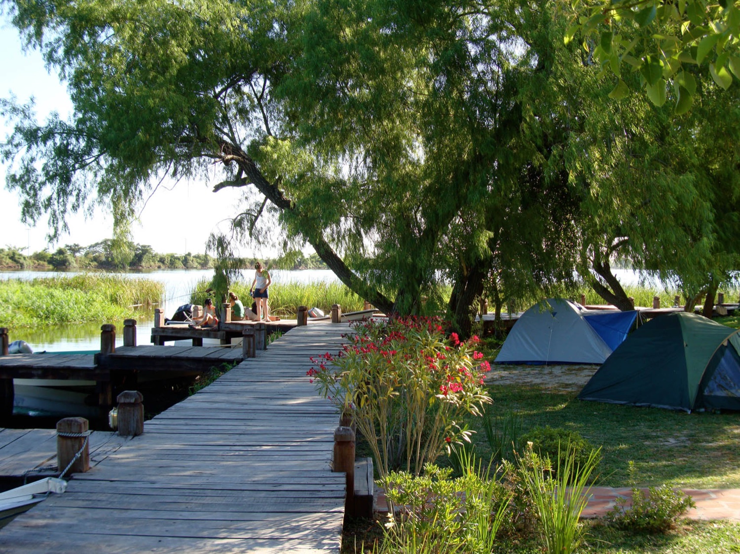 Carpas bajo los árboles nativos del camping