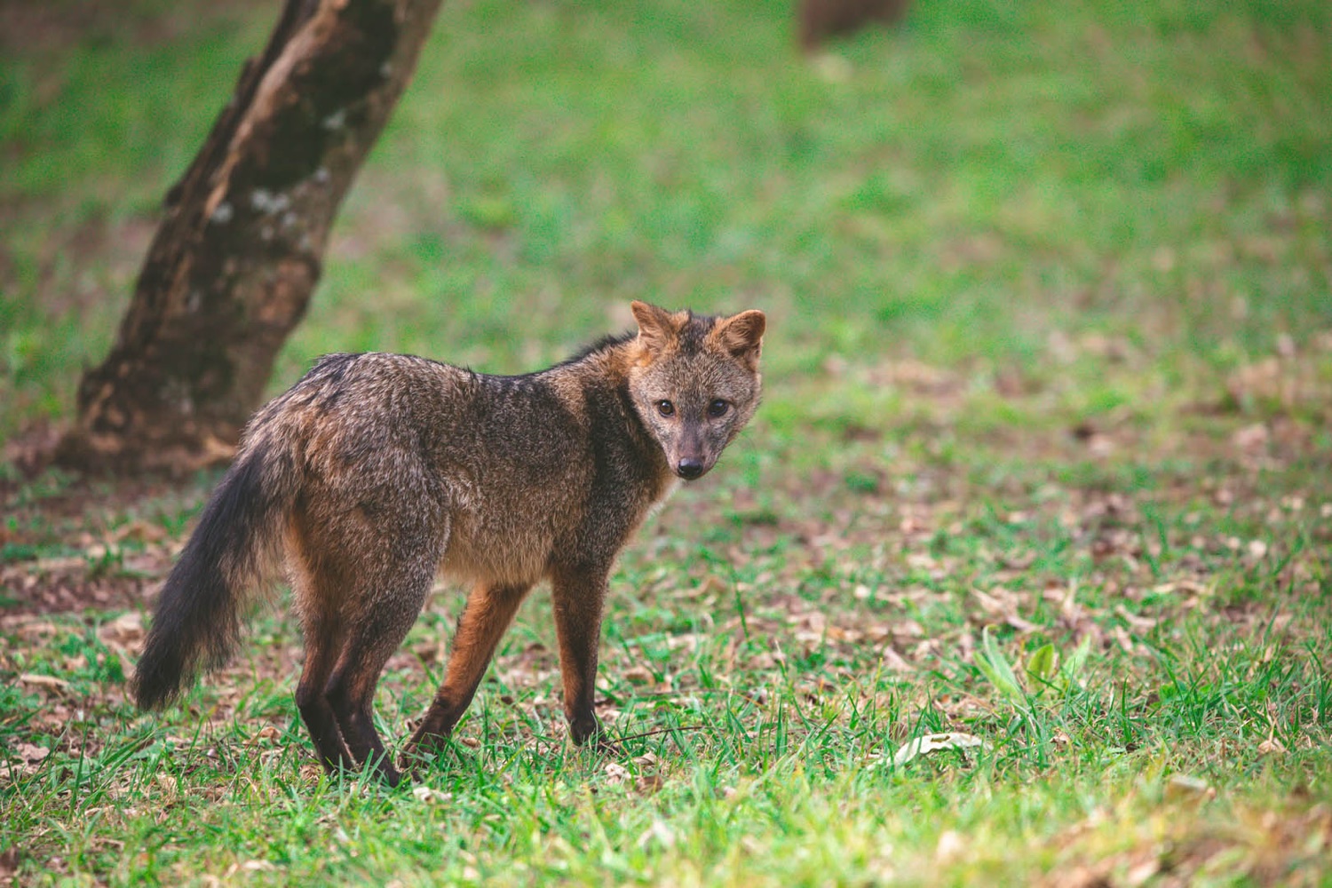 Zorro pampeano en el pastizal del parque nacional