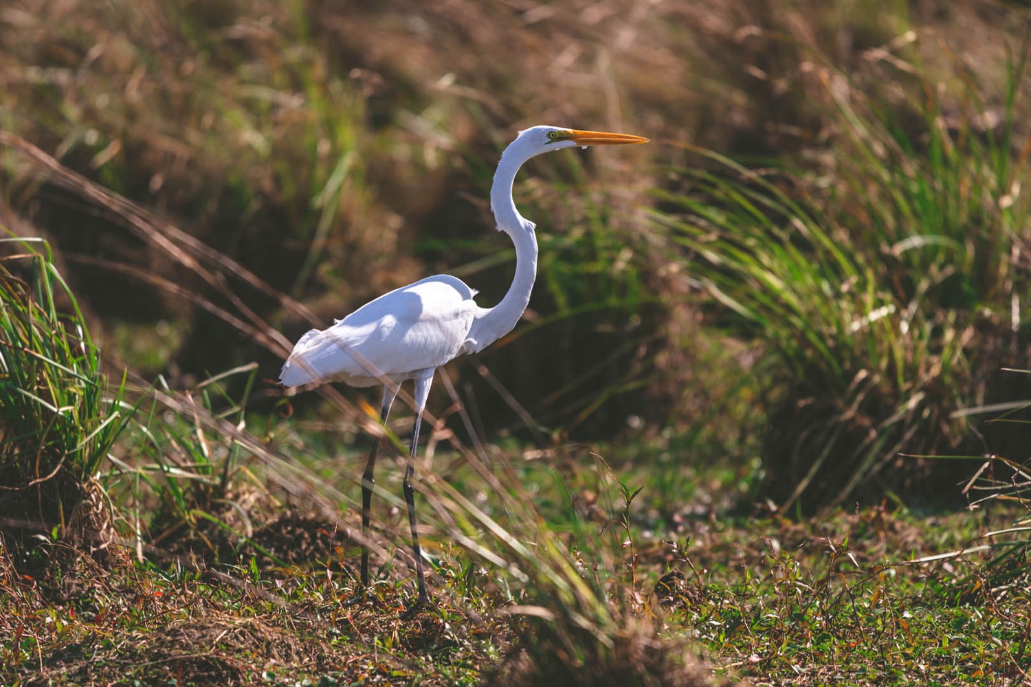 Garza blanca entre los pajonales del Mburucuyá