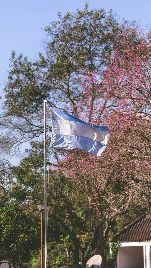 Bandera argentina con lapacho en flor al fondo