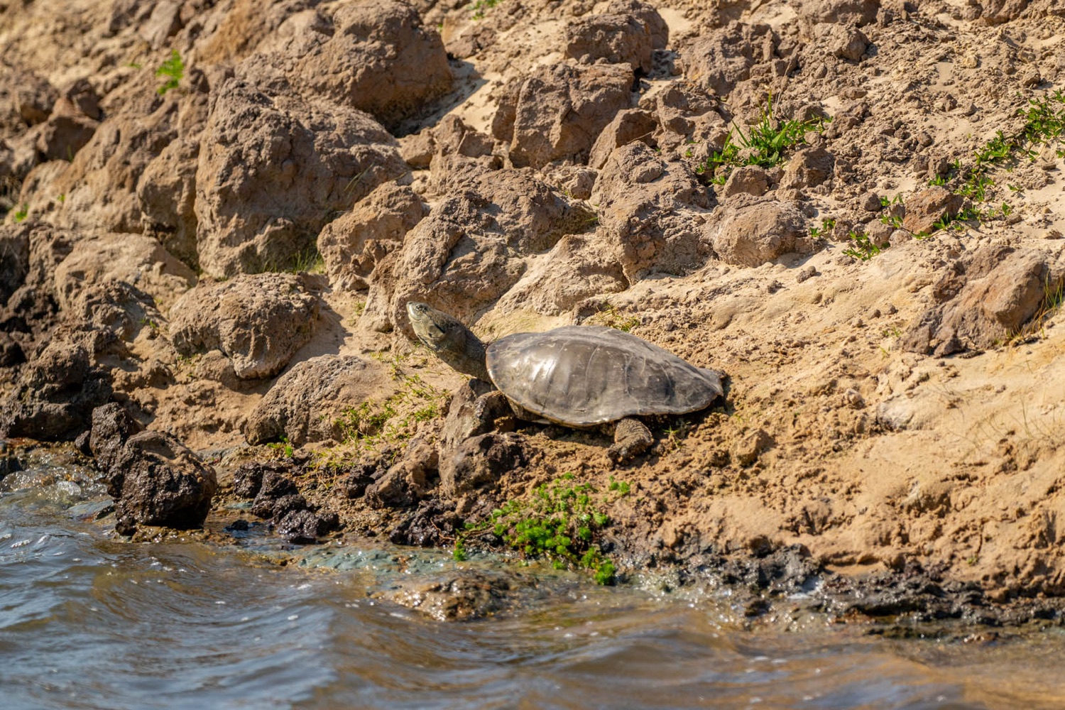 Tortuga de cuello largo en la orilla (foto: Matías Rebak)