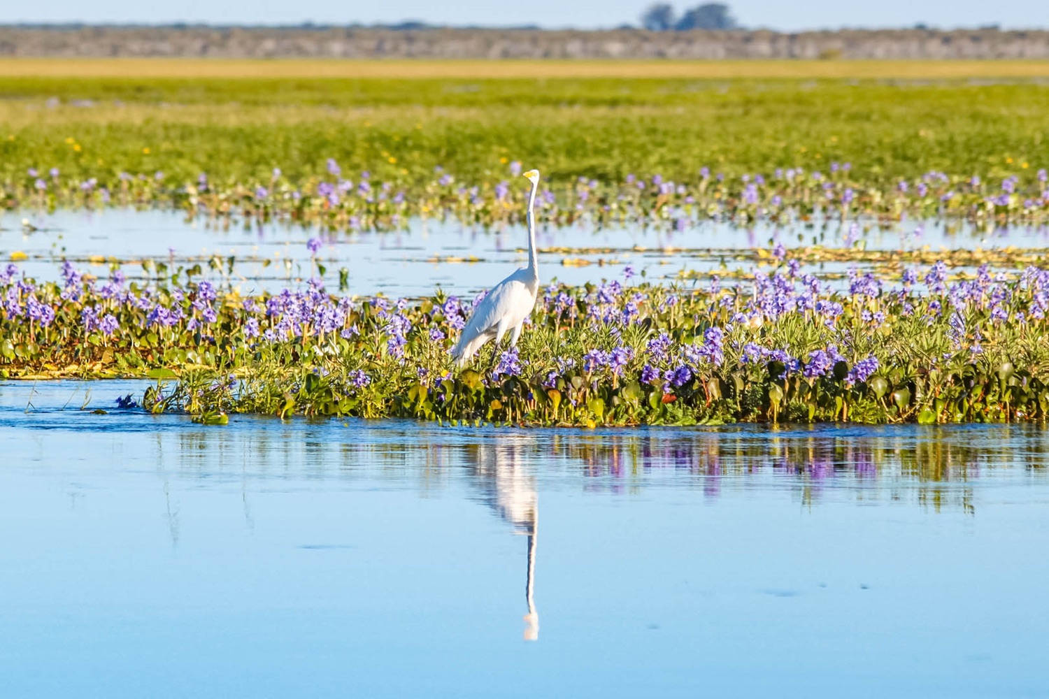 Garza blanca entre camalotes en flor