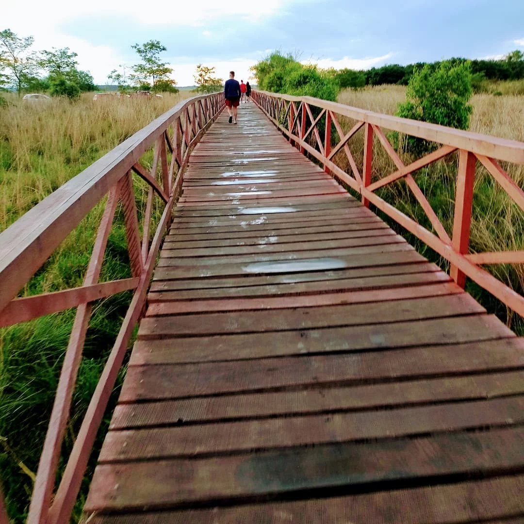 Portal San Antonio (Loreto): el reino de los monos carayá en el Iberá oeste