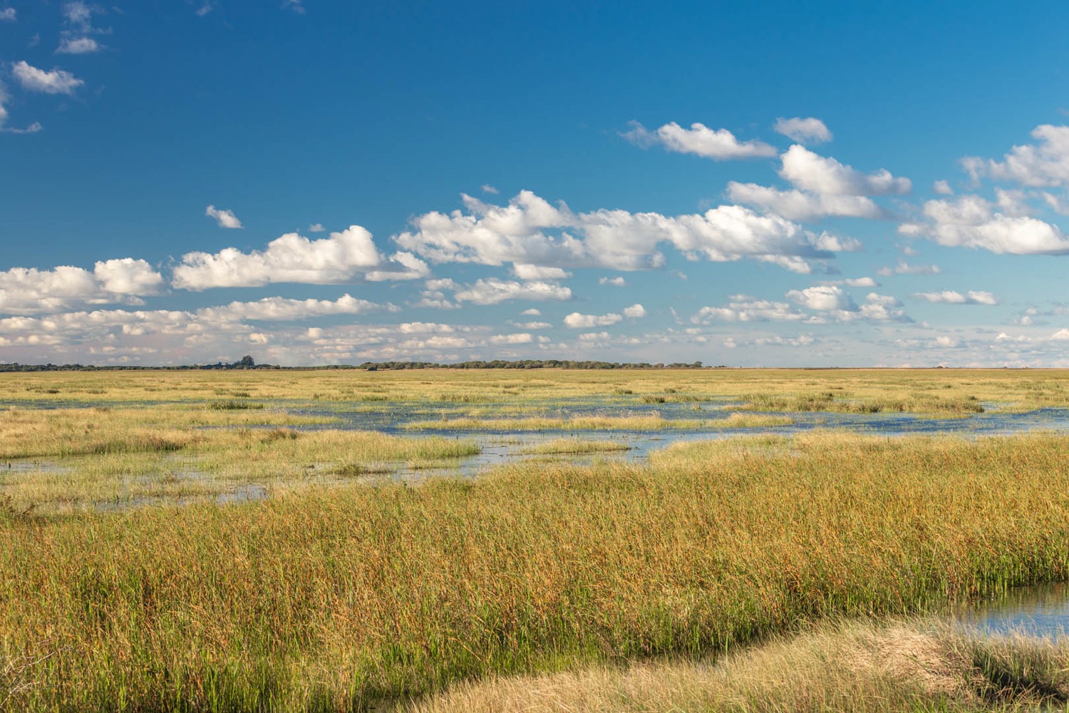 Pajonal y bañado bajo el cielo del Iberá (foto: Matías Rebak)