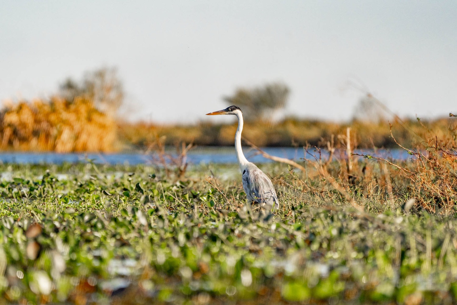 Garza mora al amanecer en los bañados de los Esteros del Iberá