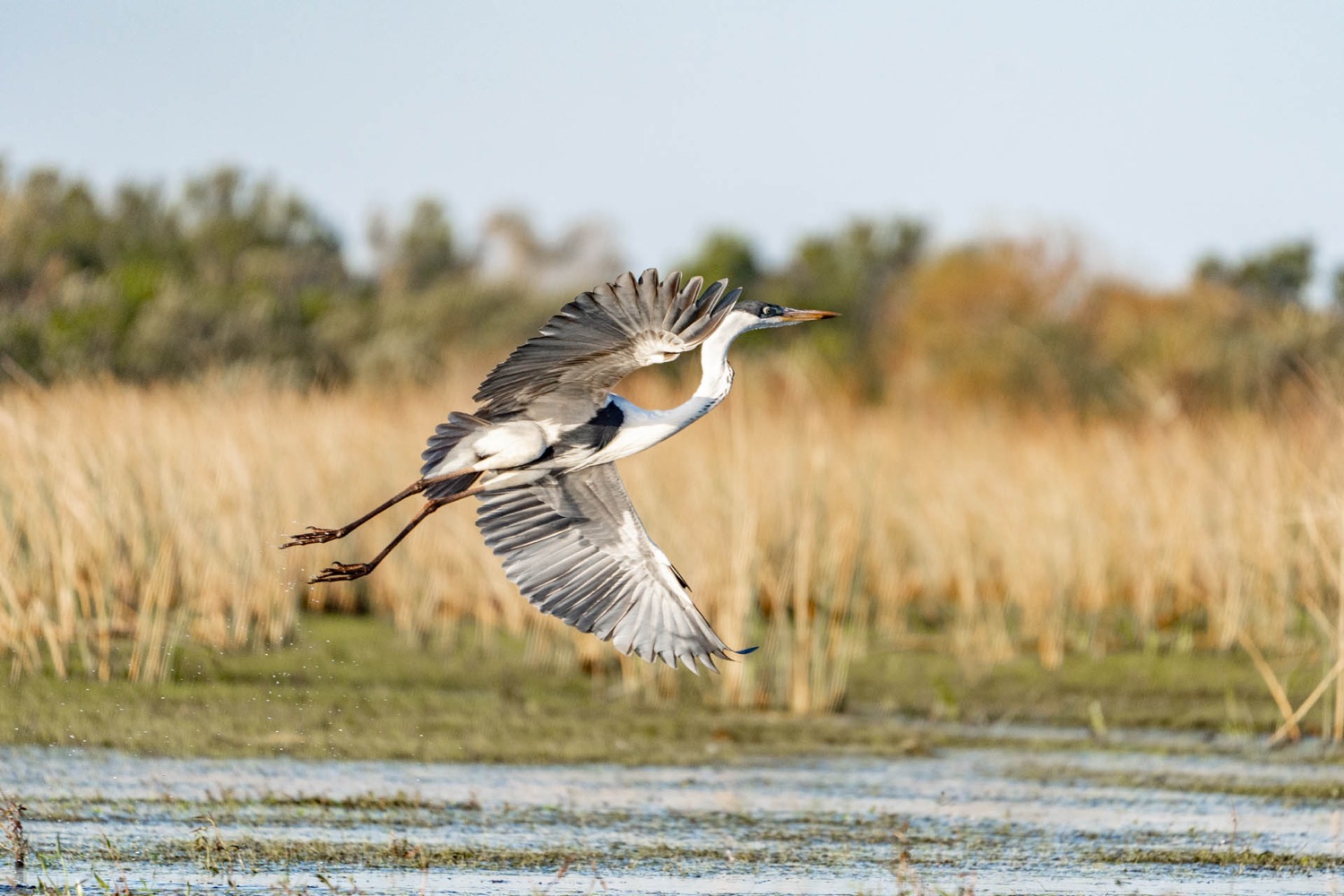 Garza mora levantando vuelo sobre los pajonales (foto: Matías Rebak)