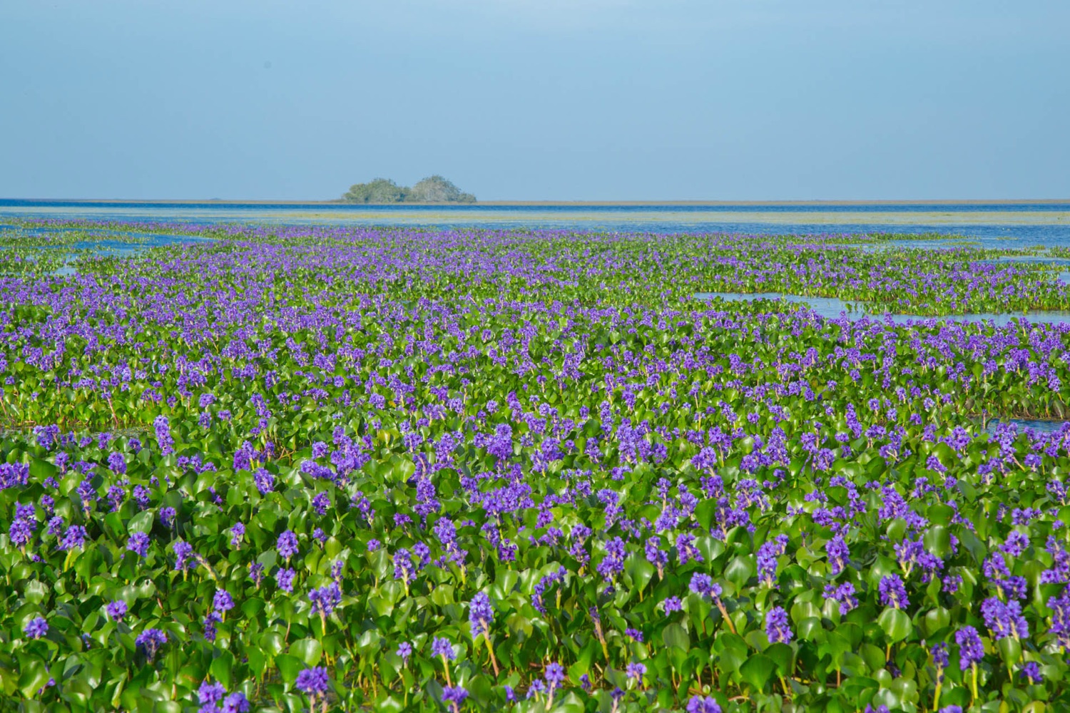 Mar de camalotes en flor sobre la Laguna Paraná (foto: Matías Rebak)