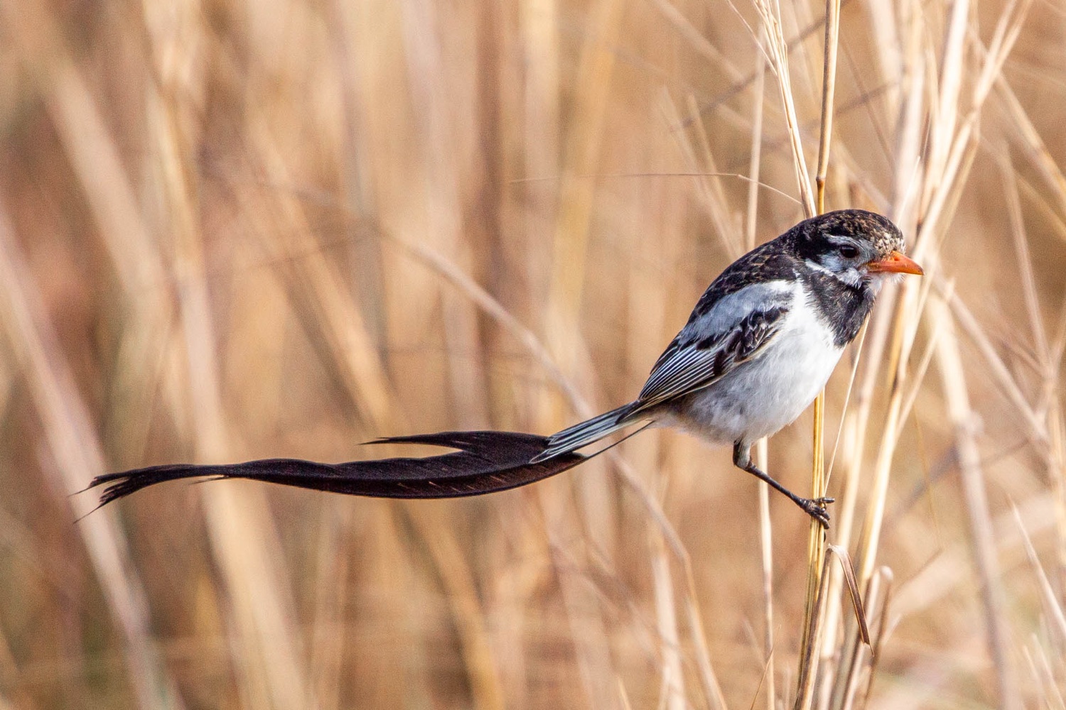 Fauna de los Esteros del Iberá: las especies que vas a ver y dónde