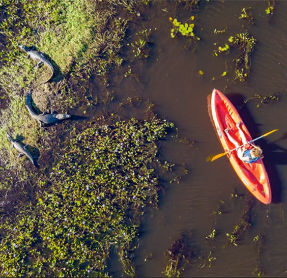 Kayak rojo junto a yacarés en el bañado  -  avistaje desde el agua