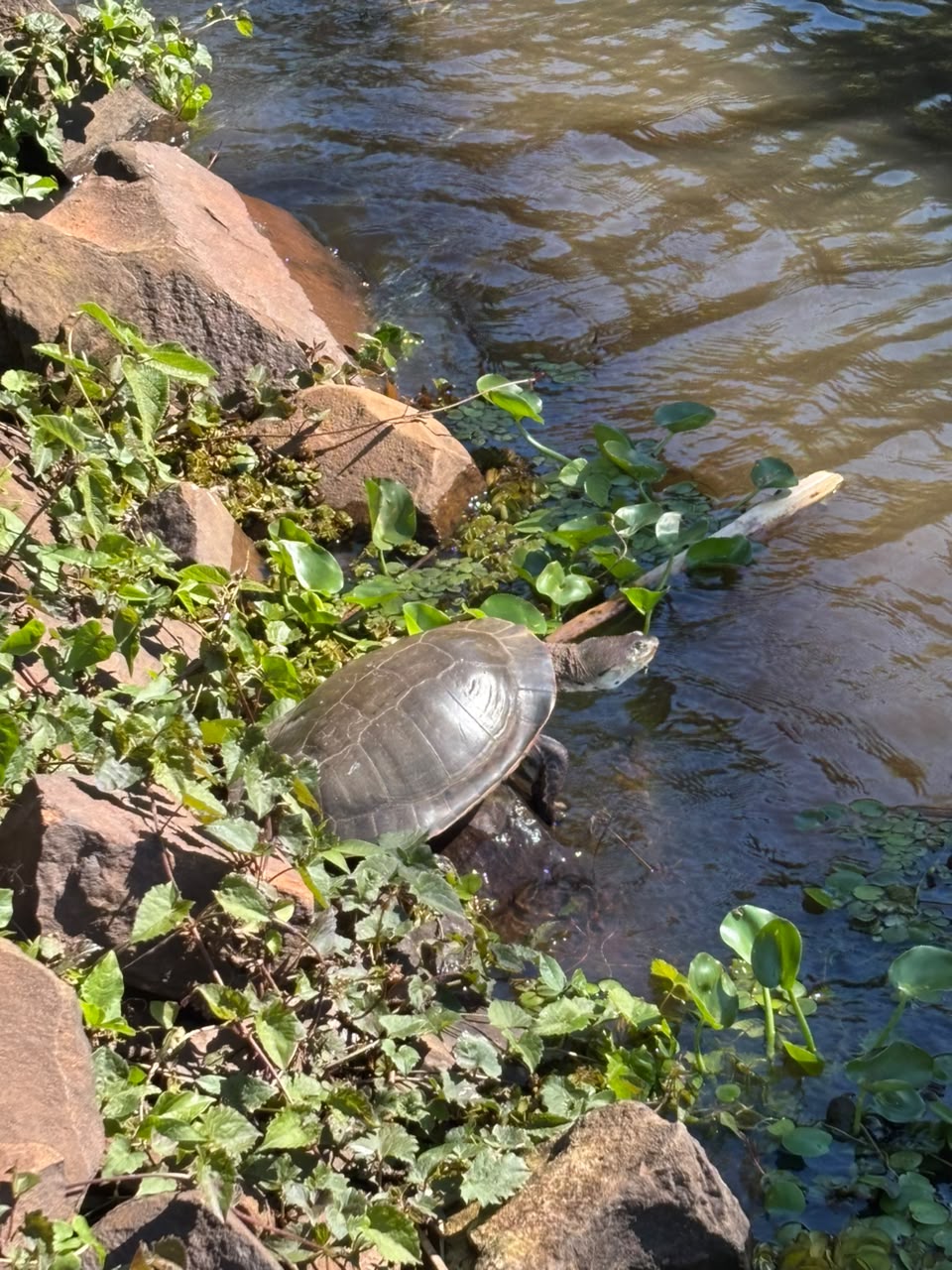 Una tortuga de agua asoleándose sobre las piedras de la orilla