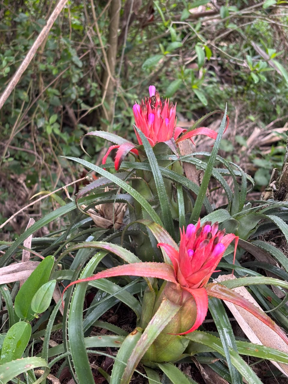Bromelias en flor en el monte