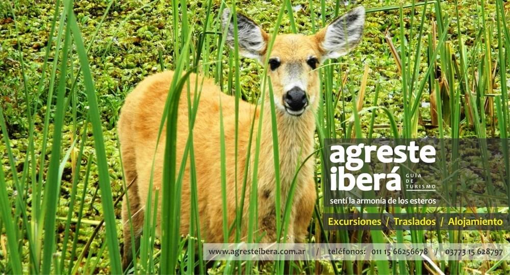 Ciervo de los pantanos en los esteros del Iberá