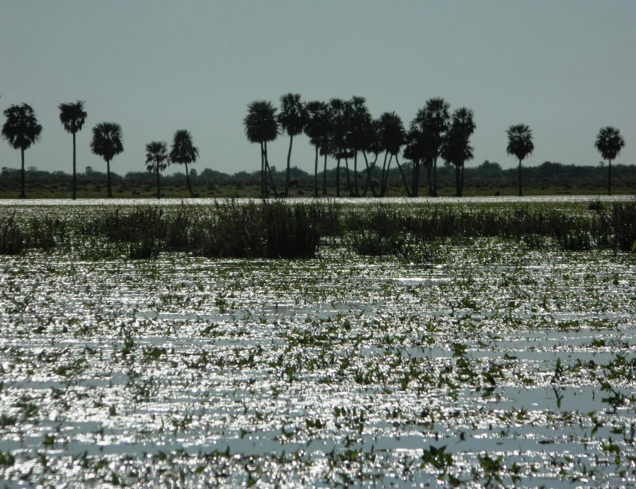 Caminata por los senderos del Parque Iberá
