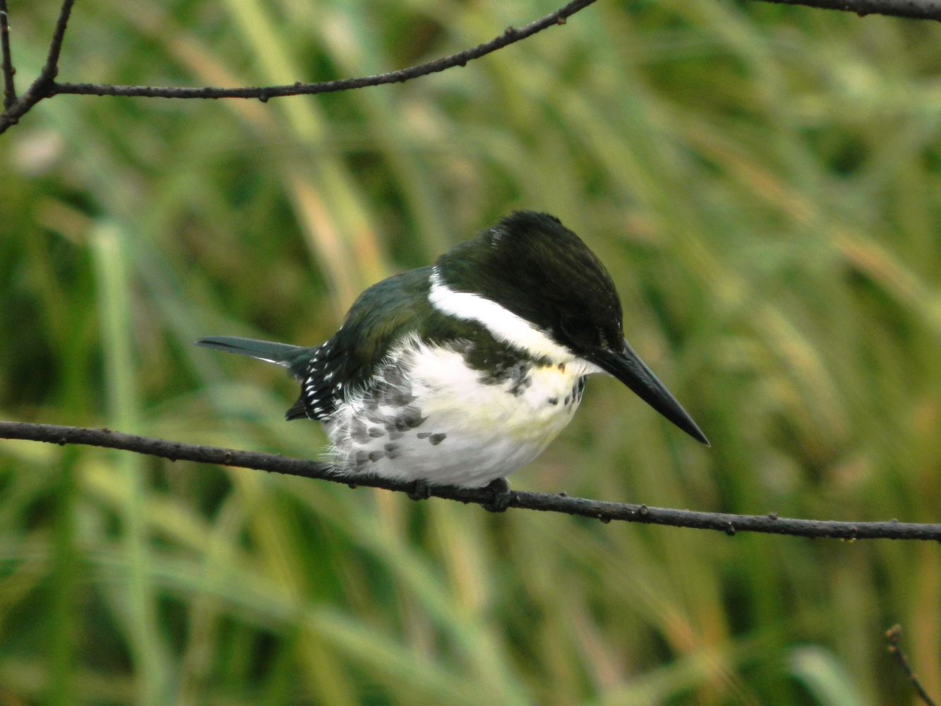 Flora y fauna del Iberá