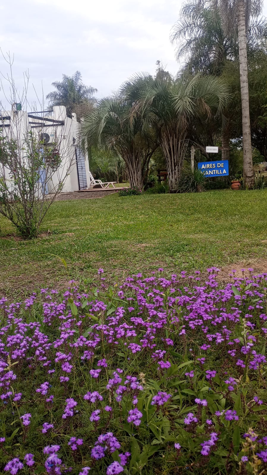 The garden, with flowers and palm trees