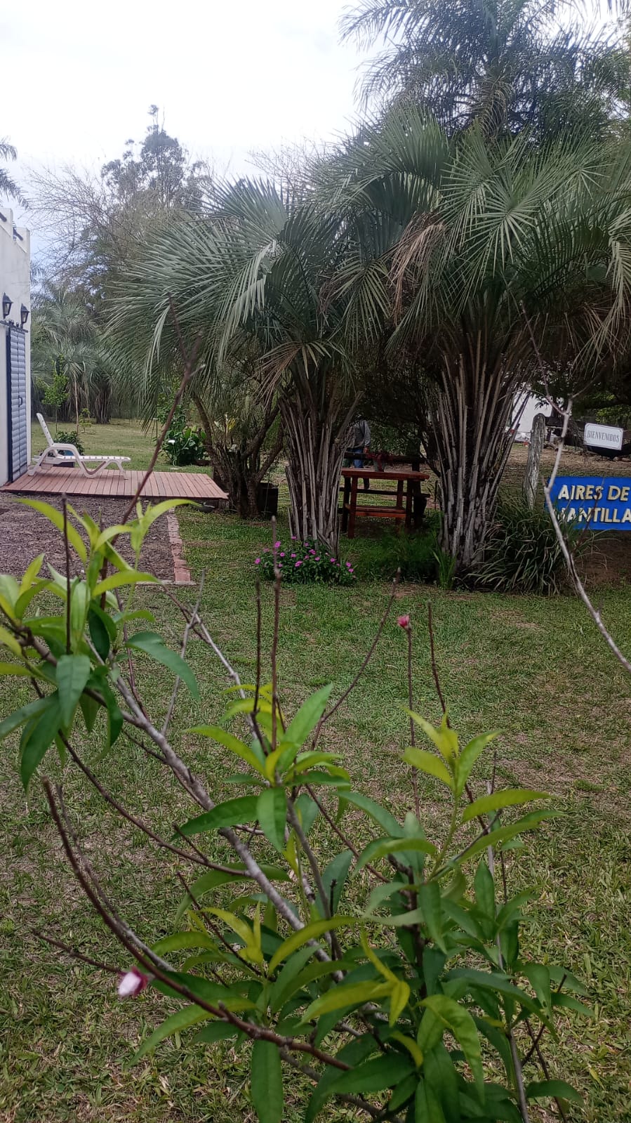 Palm trees in the garden