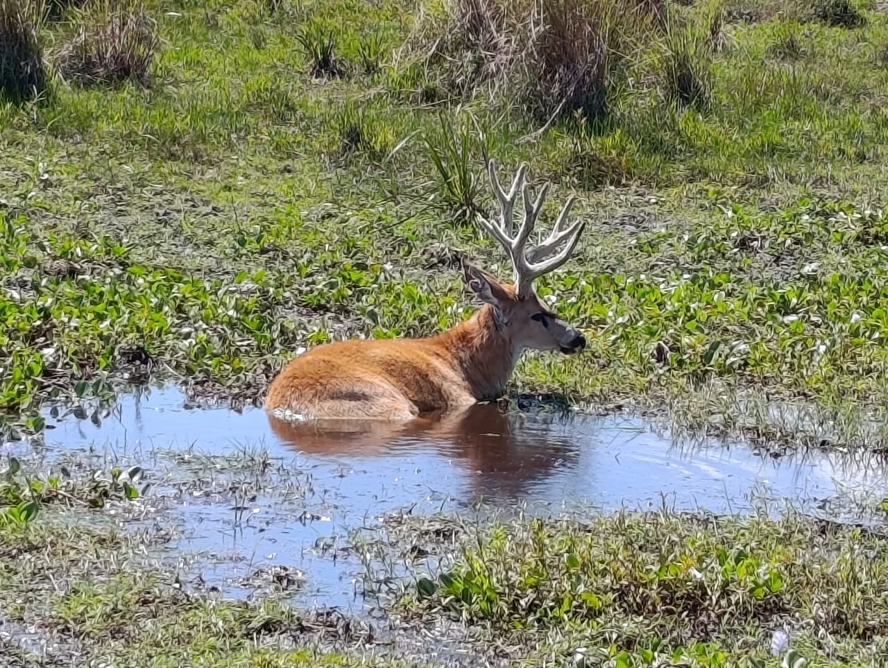 Un ciervo de los pantanos metido en el agua, entre camalotes