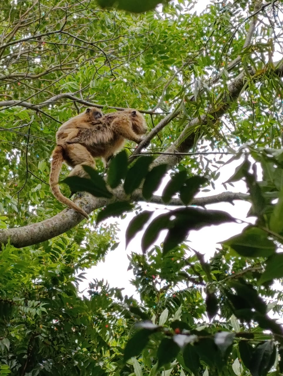Un mono carayá trepado al árbol