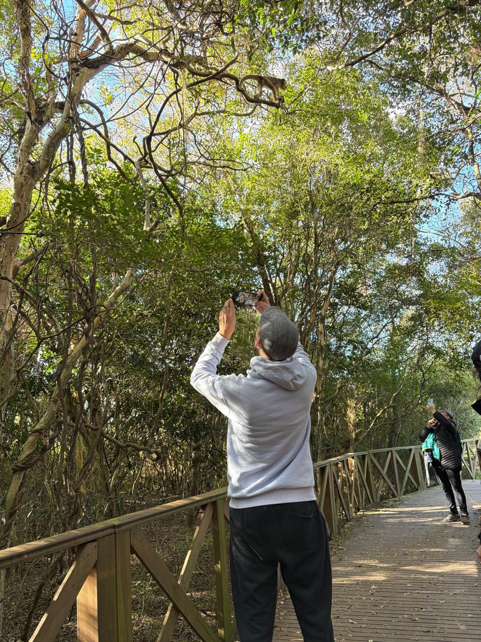 Un mono carayá en las ramas, desde la pasarela del sendero