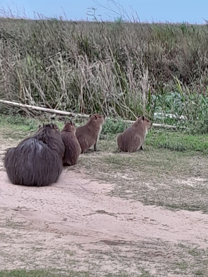 Familia de carpinchos en el sendero del Portal Carambola