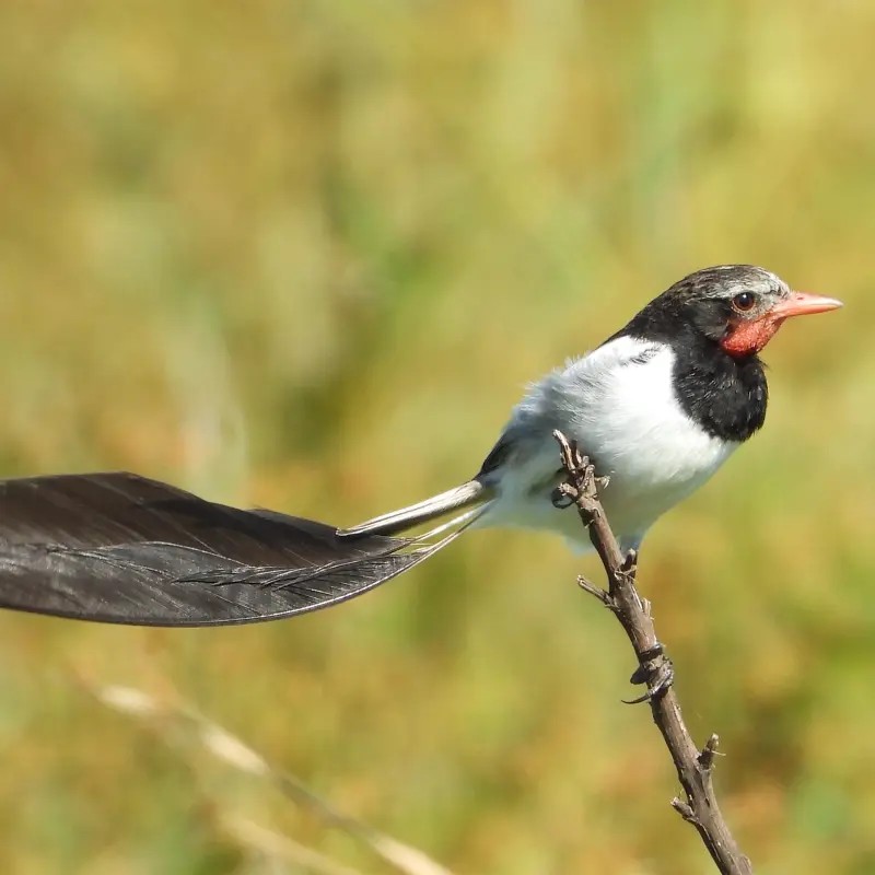 Buenos Días Birding