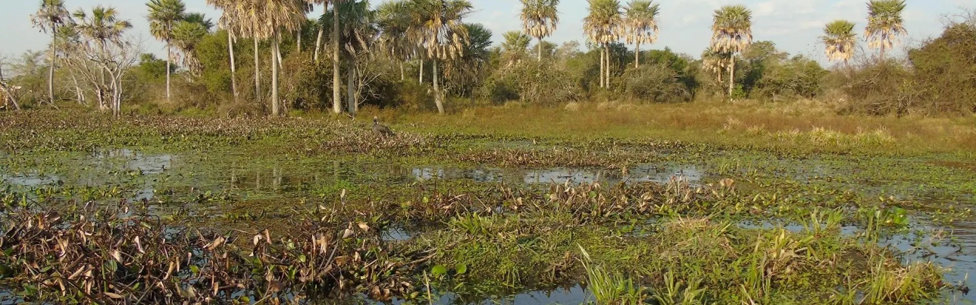Estero abierto entre palmares, uno de los ambientes que recorren en el Iberá