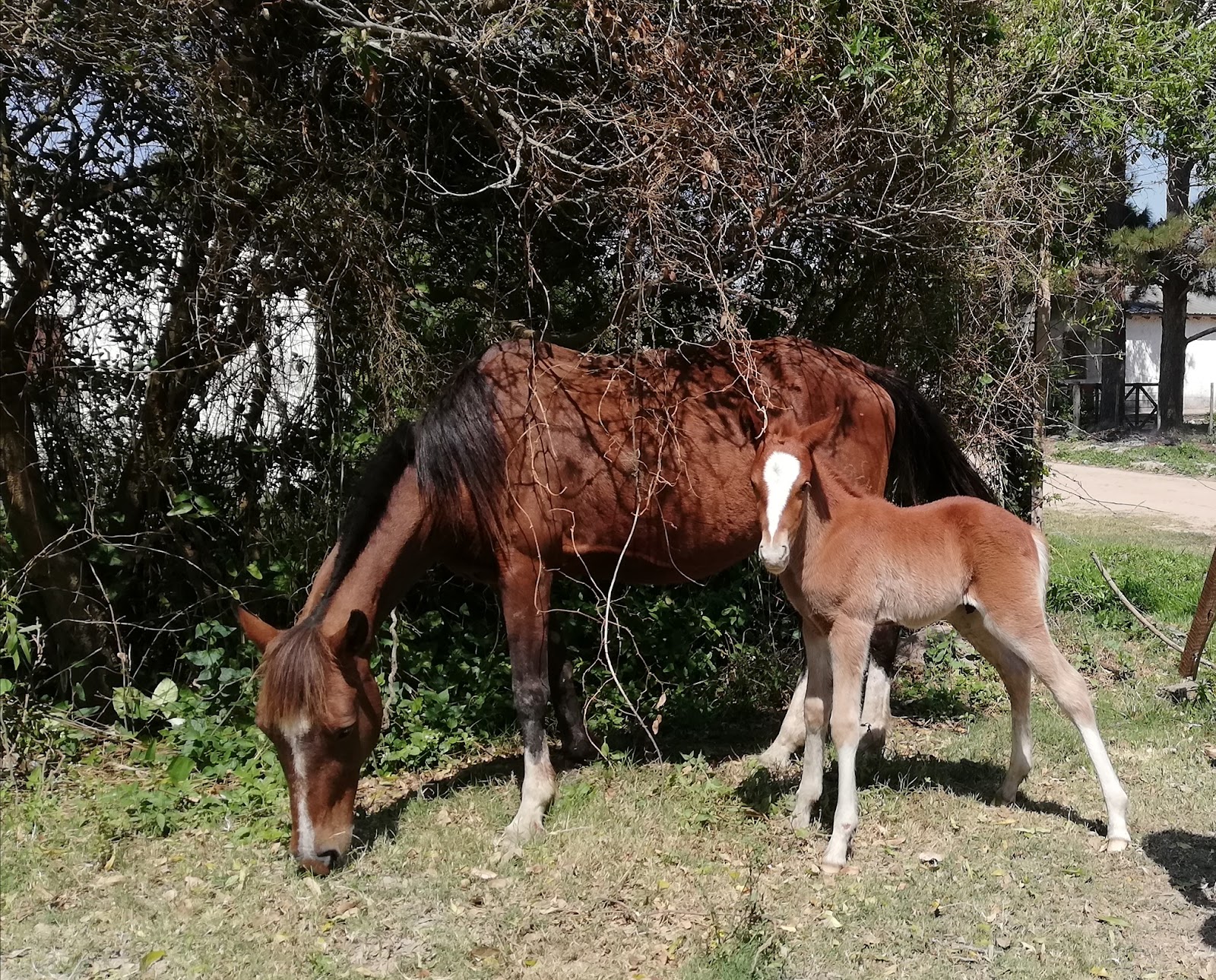 Cabalgata Cintia