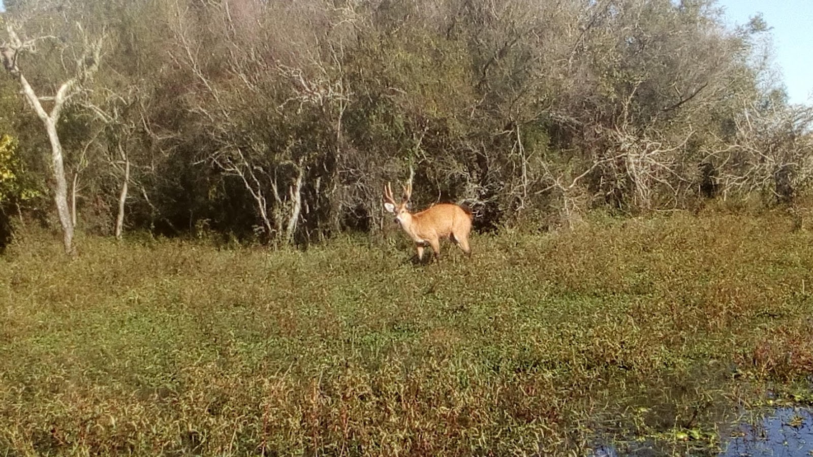 Marsh deer spotted on the ride