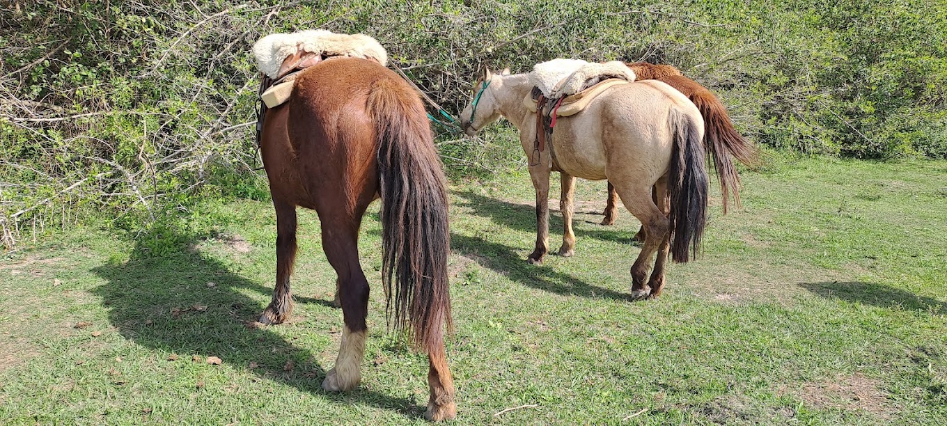 Caballos ensillados descansando antes de la salida en Carlos Pellegrini