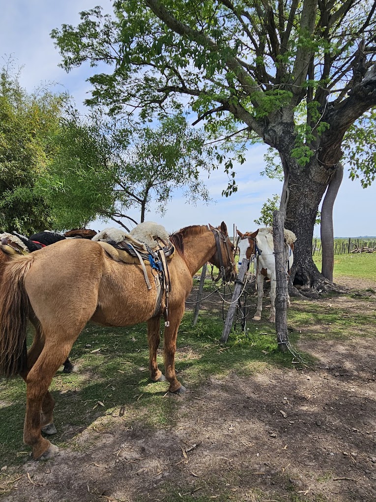 Caballos ensillados atados al árbol durante el descanso en la estancia