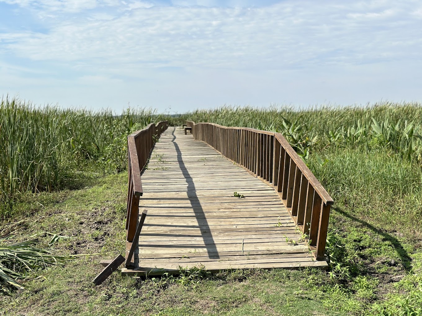 Pasarela de madera internándose en los pajonales del Iberá
