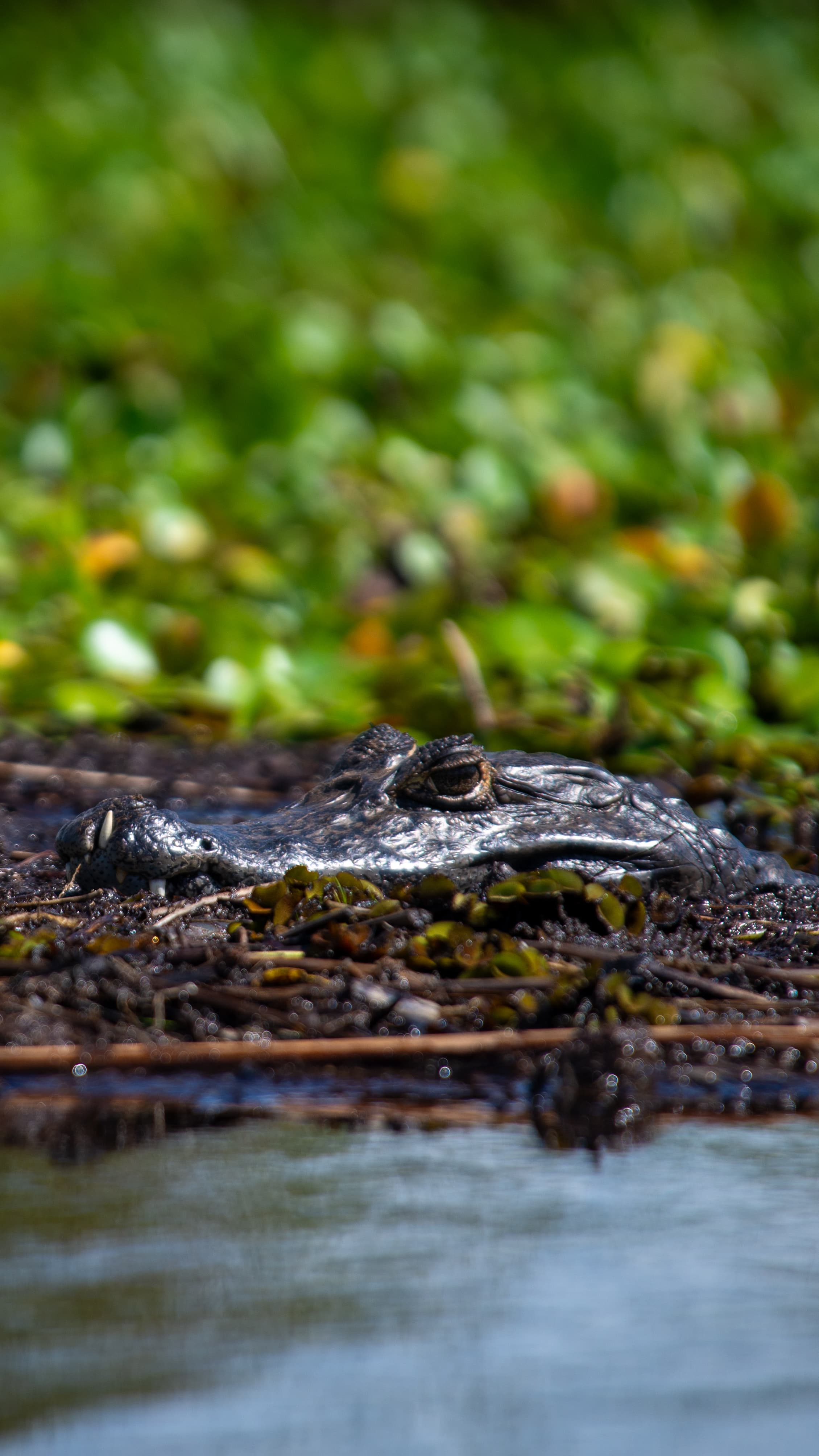 Yacaré overo al borde del estero  -  fauna del Iberá