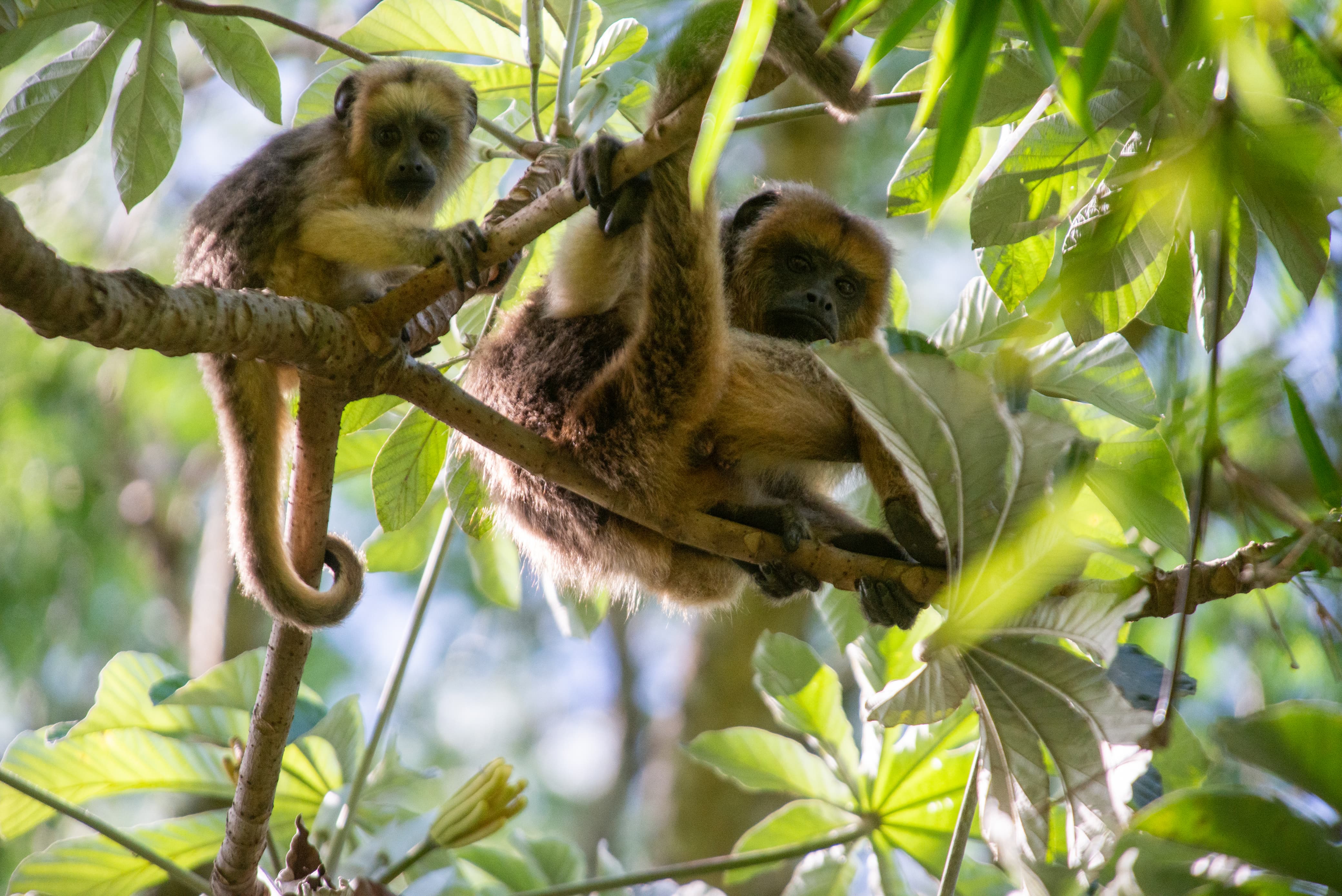 Monos caí en el monte  -  fauna del Portal San Antonio