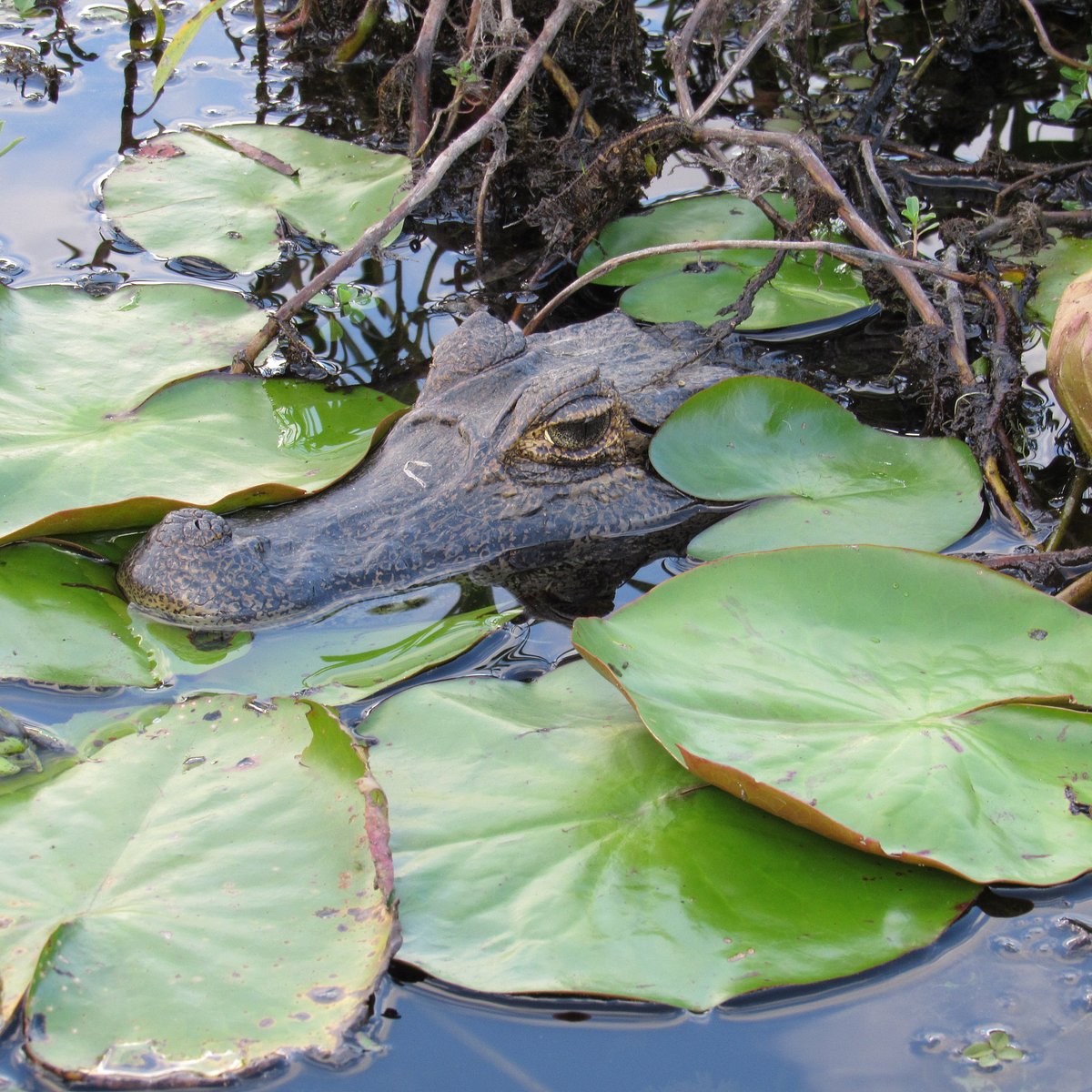 Yacaré asomando entre irupés  -  fauna en los esteros del Iberá