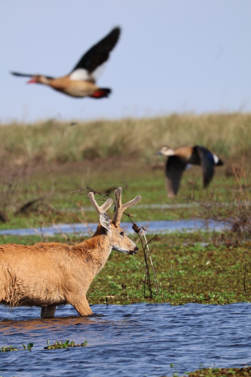 Un ciervo de los pantanos en el agua, con patos volando atrás