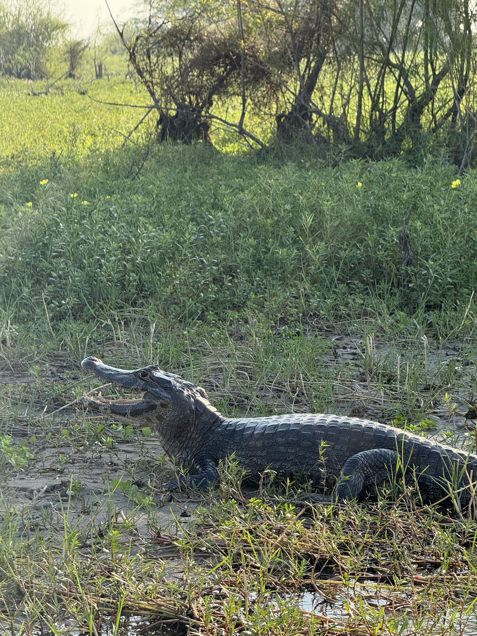 Yacaré tomando sol