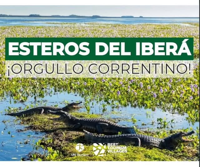 Los esteros del Iberá  -  yacarés en la laguna cercana