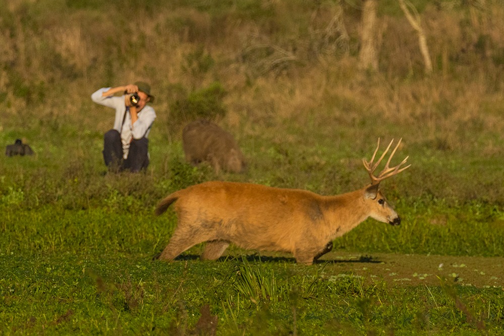 Safari fotográfico  -  fotógrafo junto a un ciervo de los pantanos