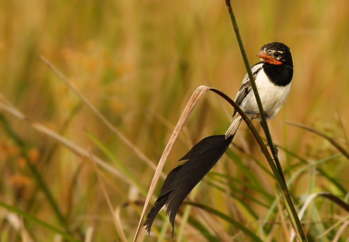 Yetapá de collar sobre el junco  -  ave emblema de los esteros