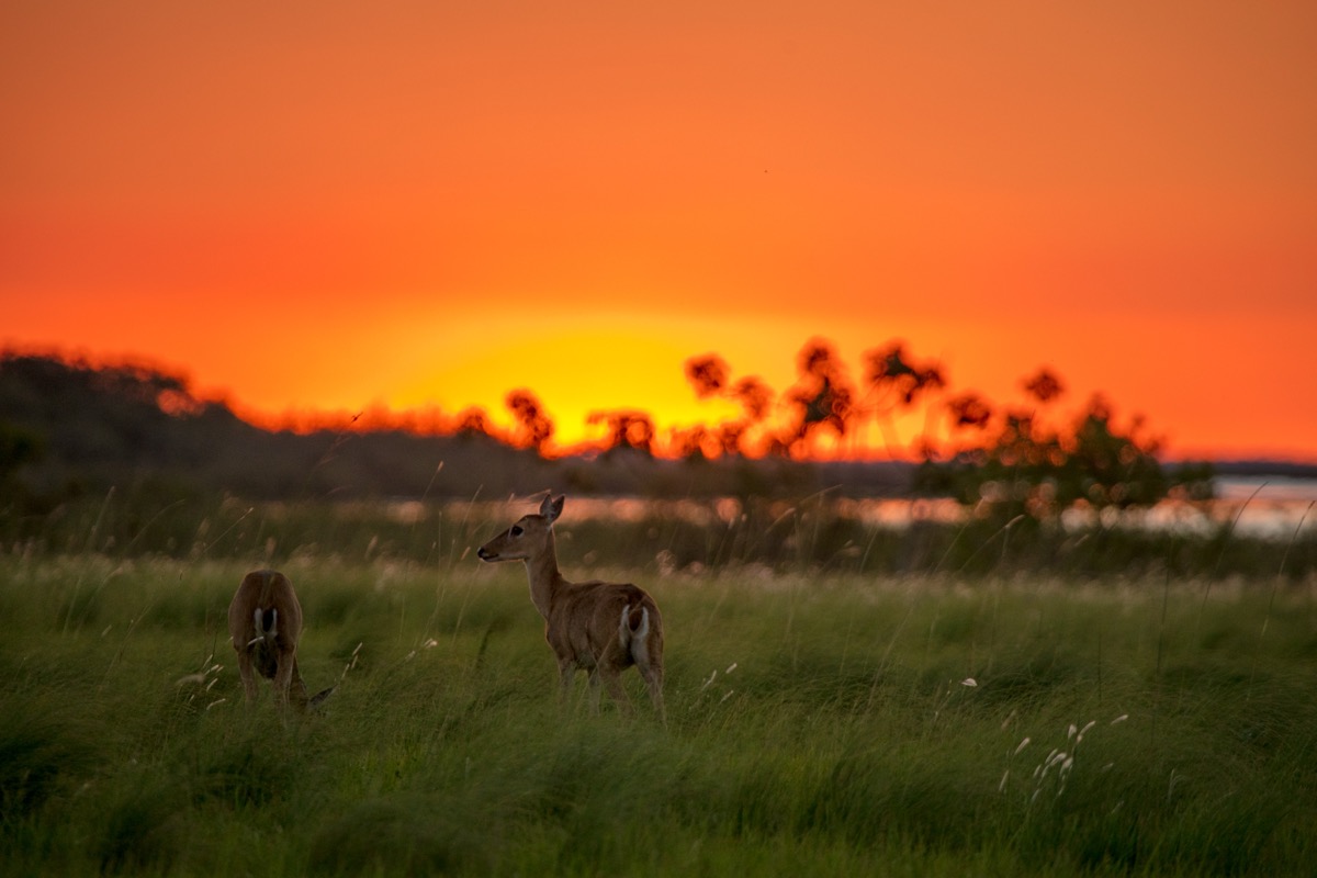 Estancia Iberá