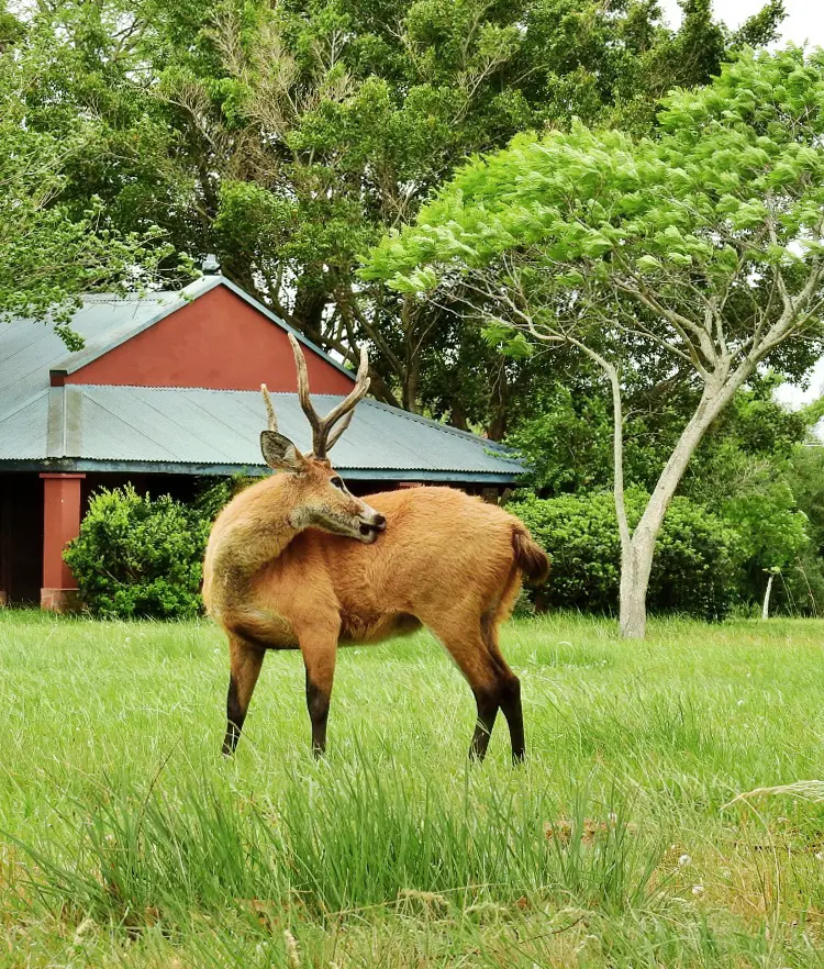 Cierva de los pantanos en el jardín de la estancia