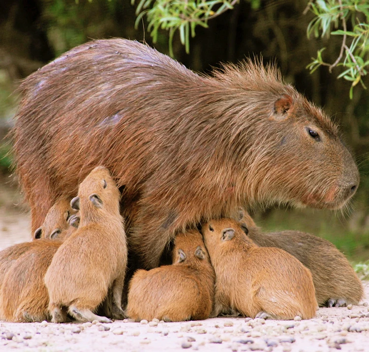 Carpincha con sus crías  -  fauna libre en los jardines de la estancia