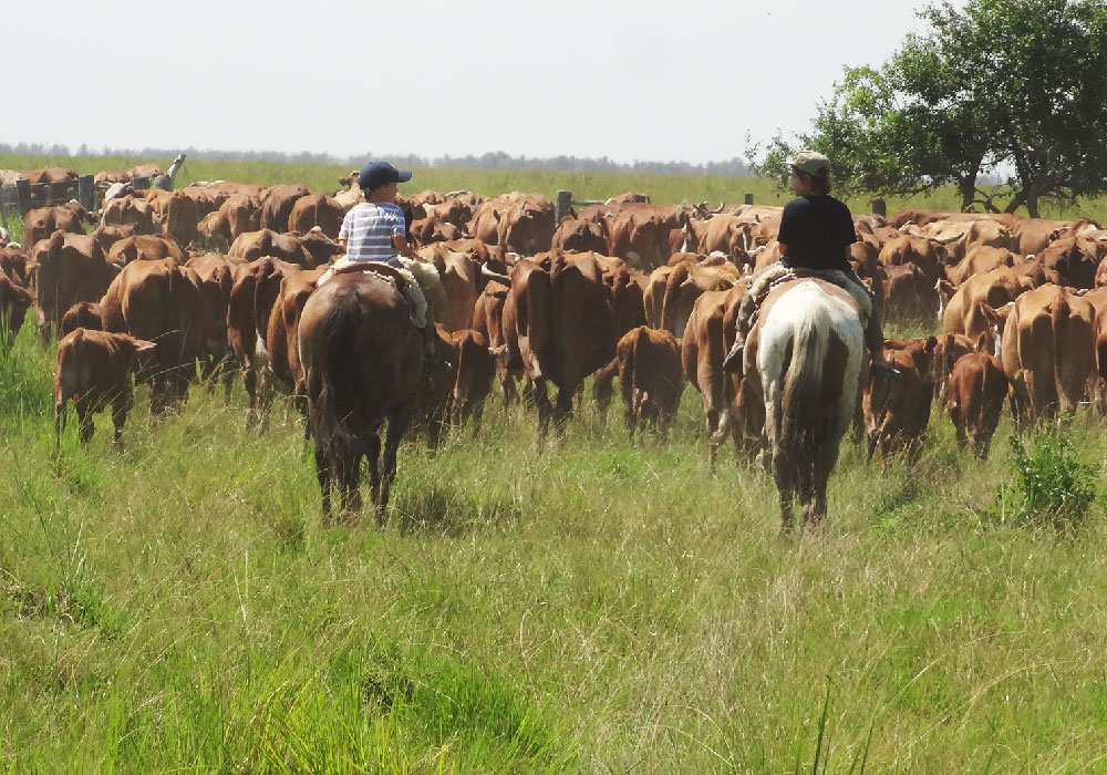 Actividades ganaderas y de campo en Estancia San Antonio
