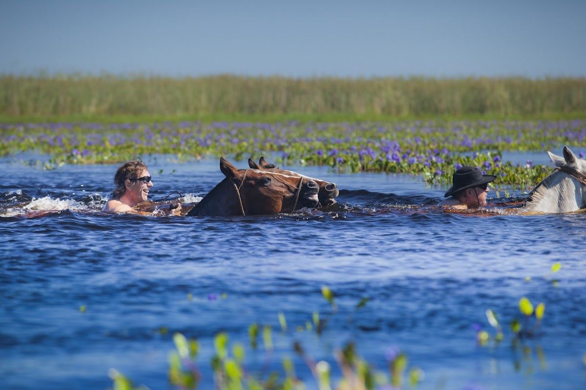 Jinetes cruzando el estero a nado con sus caballos entre camalotes morados