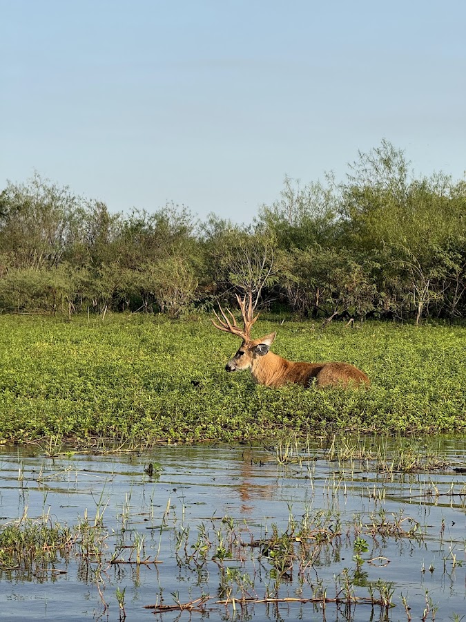 Ciervo de los pantanos con cornamenta en el agua entre vegetación acuática