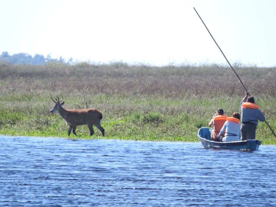 Un ciervo de los pantanos camina por la orilla, visto desde la canoa a botador