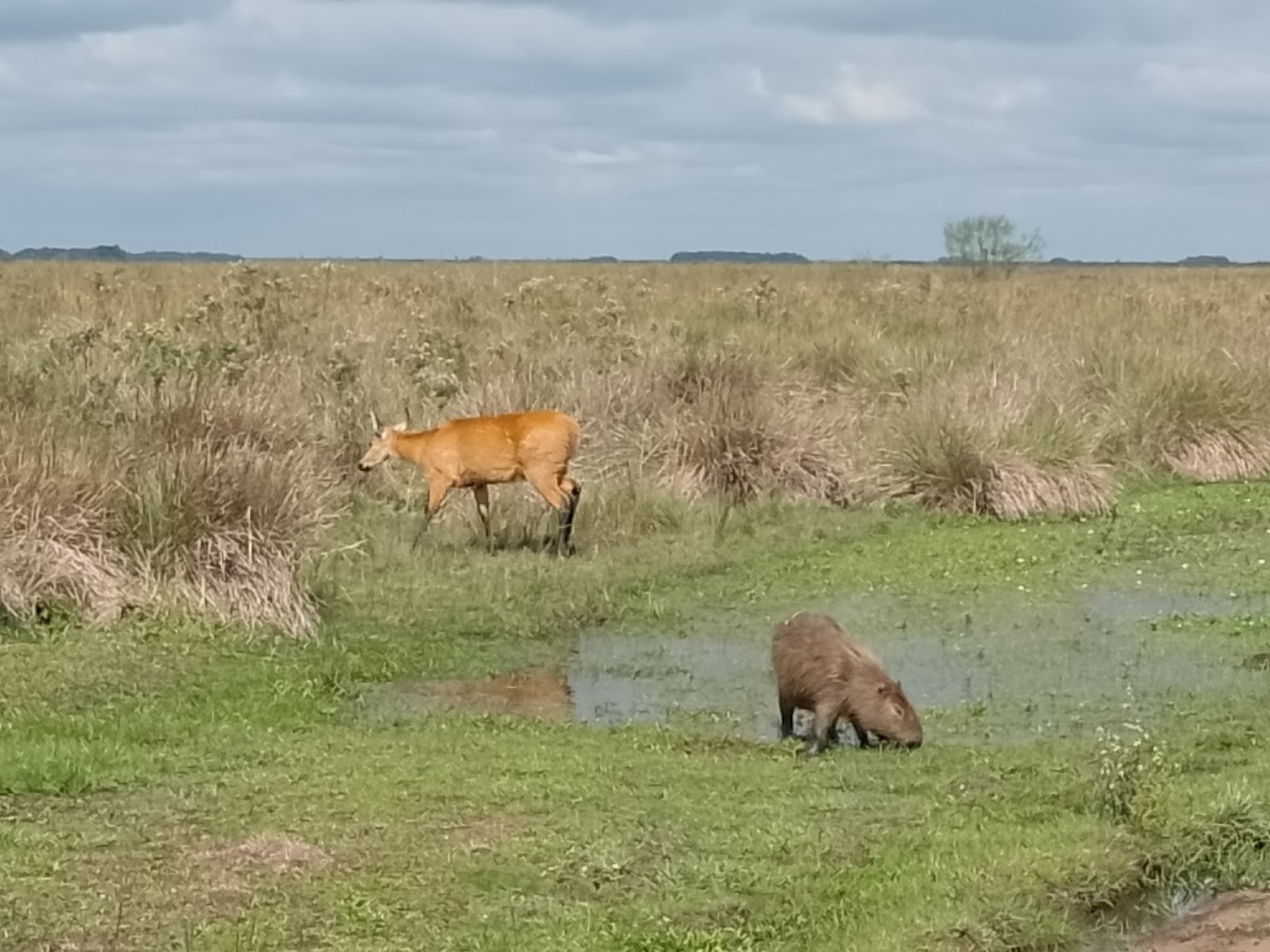 Fauna silvestre del Iberá  -  avistaje desde la excursión
