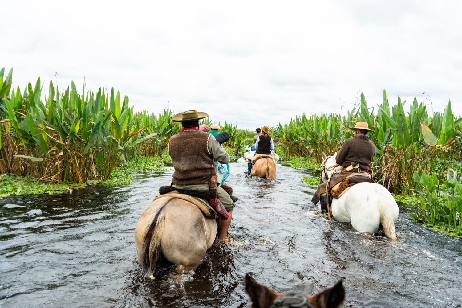 Gauchos cruzando el estero a caballo entre los camalotes del Portal Carambola