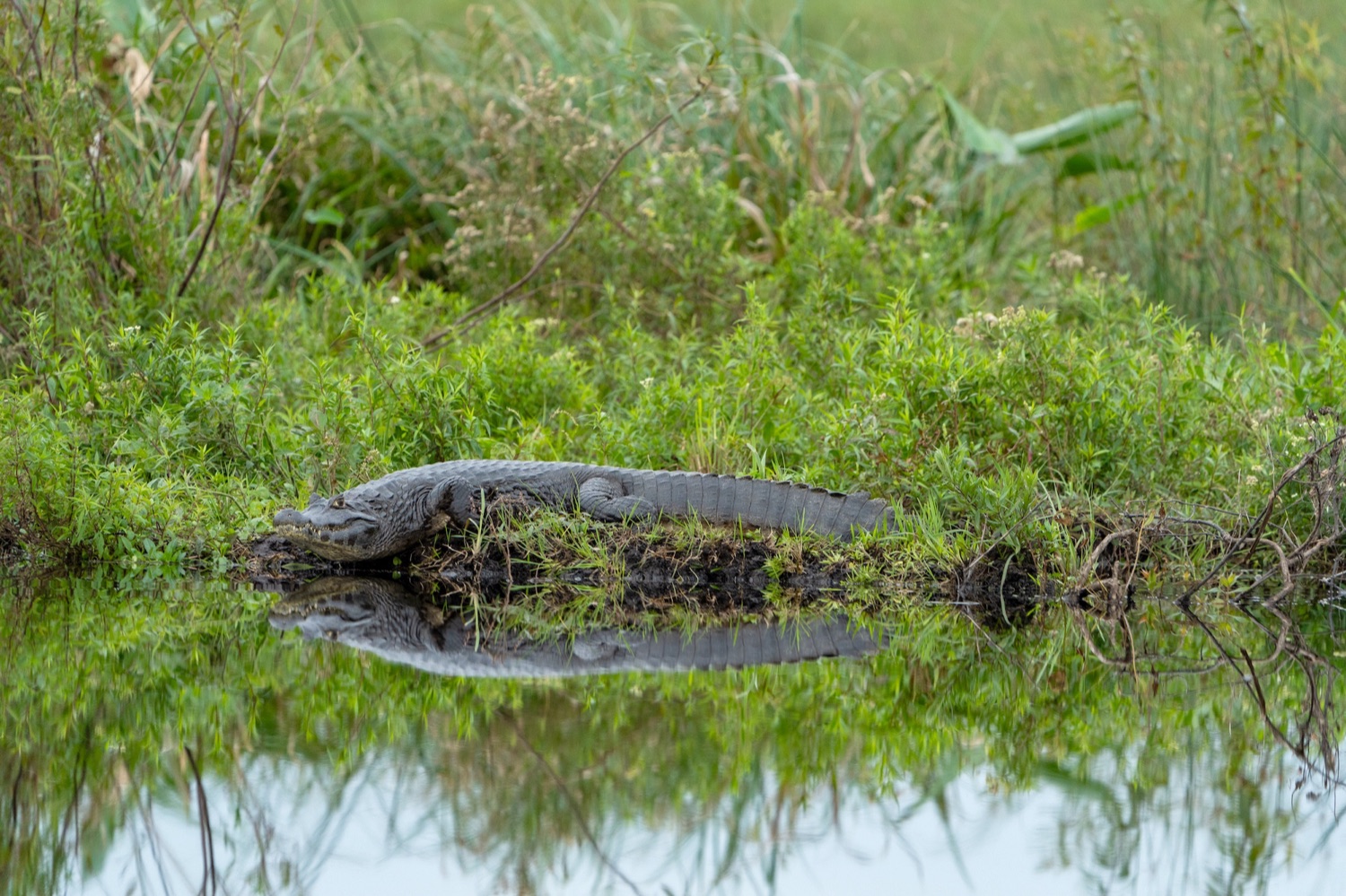 Yacaré negro asoleándose al borde del agua durante la travesía